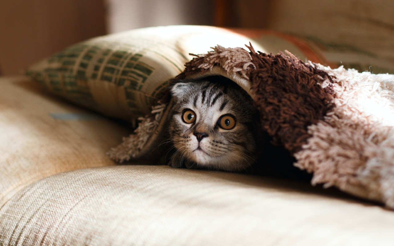 El secreto que puede evitar que un gato rasguñe los muebles del hogar. Foto: Unsplash