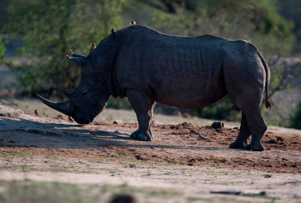 Rinoceronte Negro.