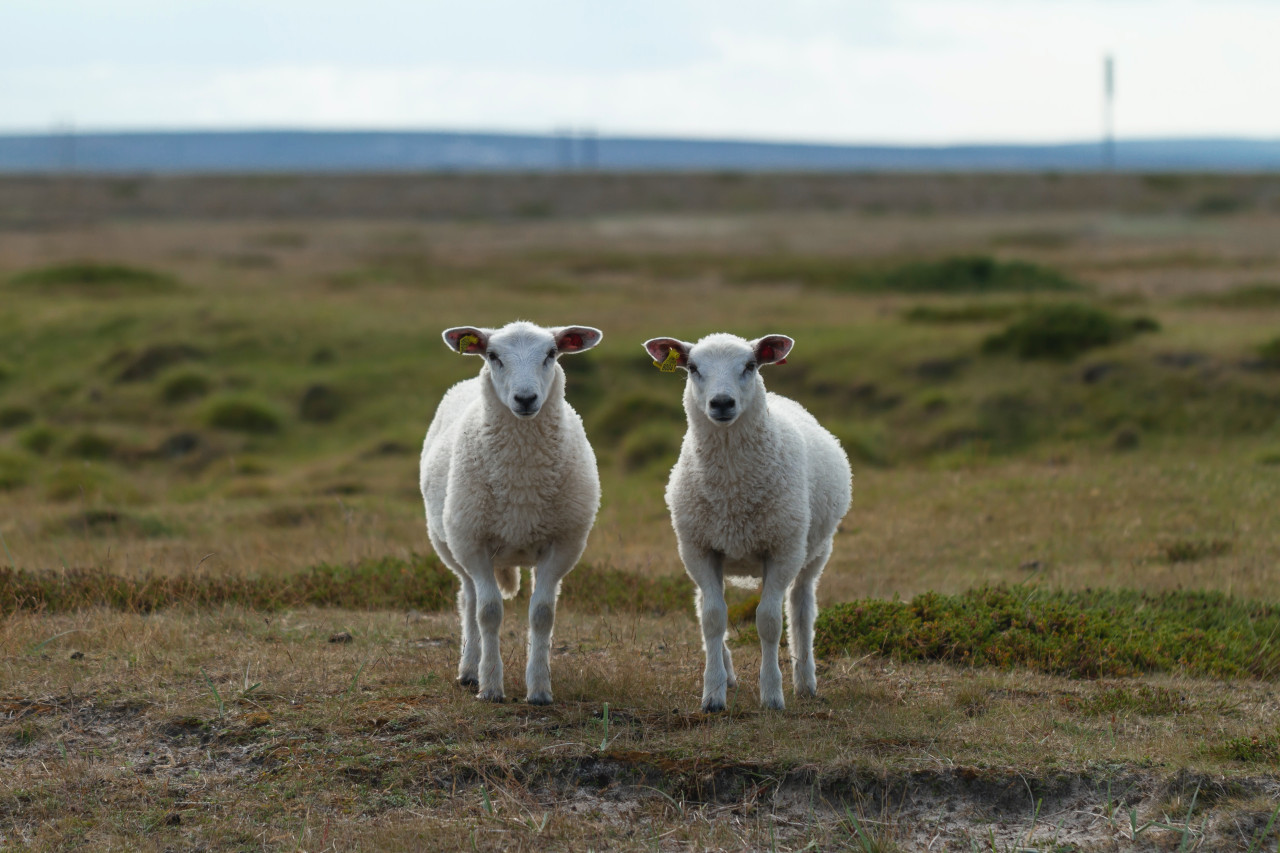 Un rebaño de ovejas se comió 300 kilos de marihuana por un error. Foto: Unsplash
