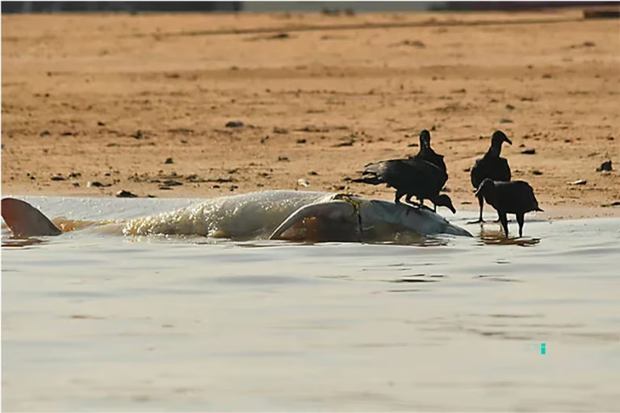 Más de 100 delfines murieron en un río de la Amazonía brasileña. Foto: Instituto Mamirauá