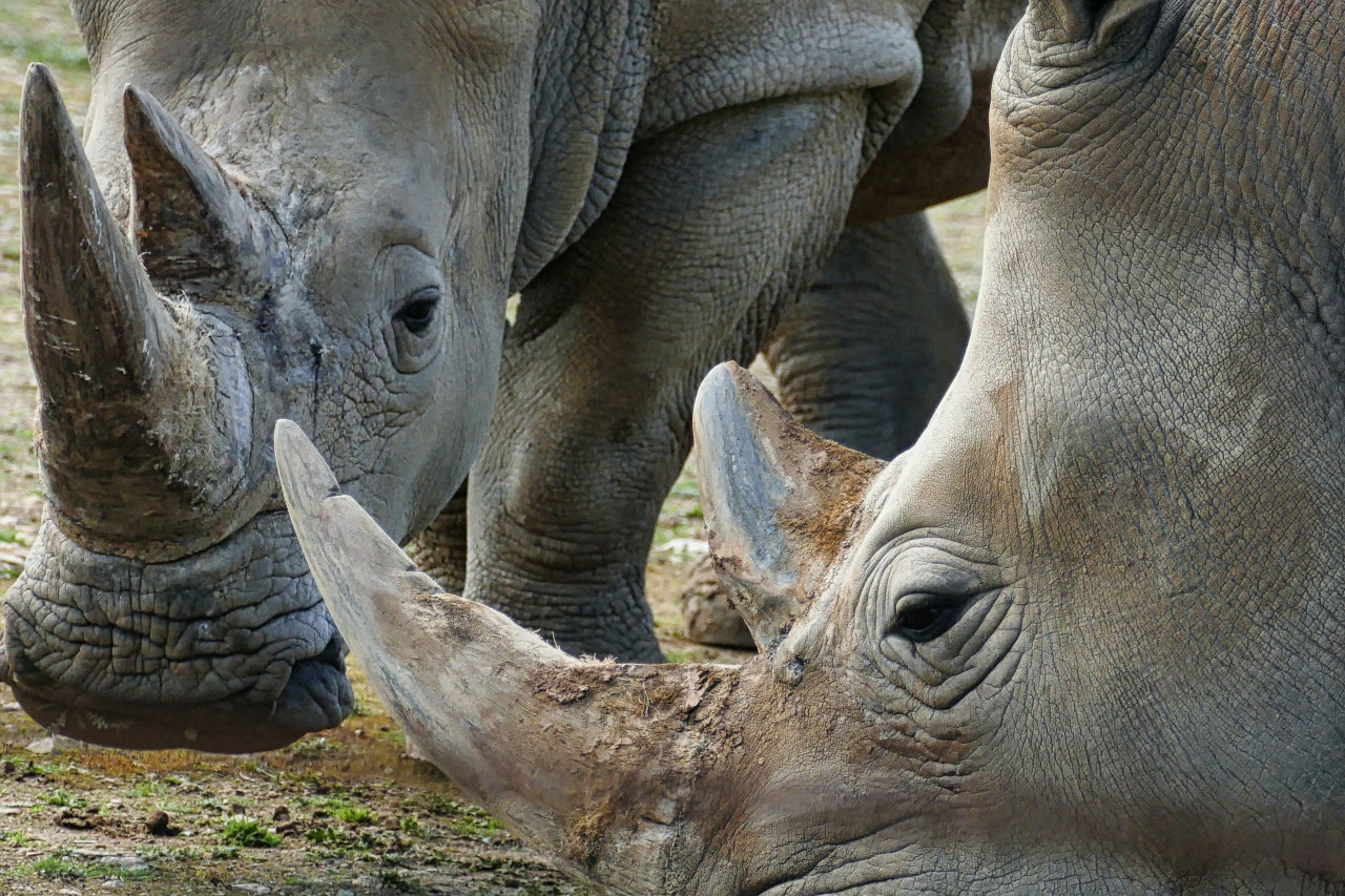 Los rinocerontes blancos son originarios del África subsahariana. Unsplash.