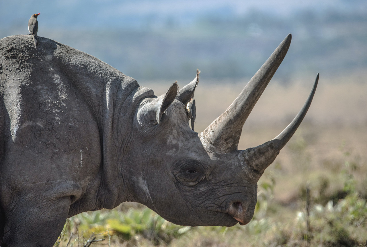 Rinocerontes en peligro. Foto: Unsplash