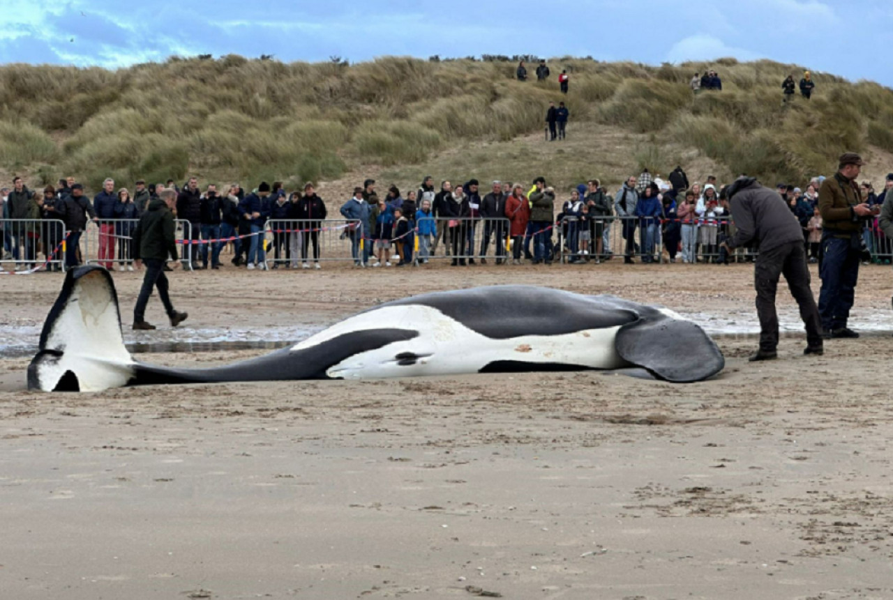 Apareció un orca muerta. Foto: gentileza RTBF/Christophe Delstanche.