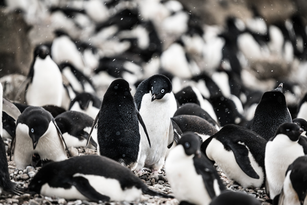 Pingüino de Adelia. Foto: Unsplash.