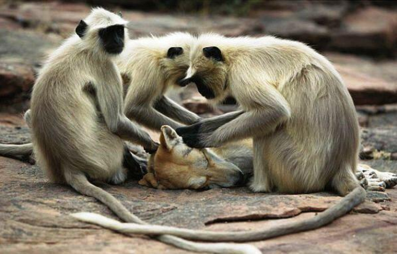 Monos langures matan a un niño en India. Foto: Twitter