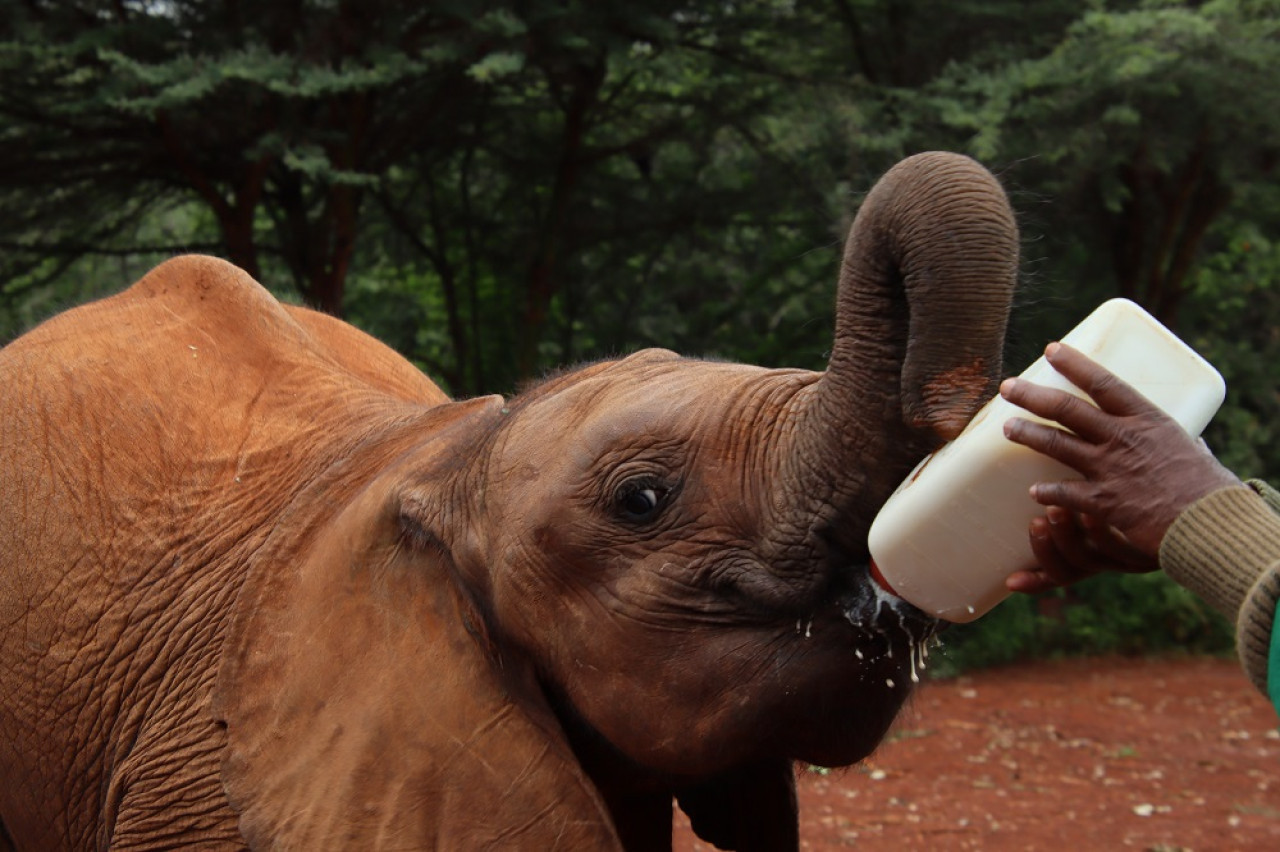 Los elefantes bebés necesitan de la lactancia. Foto: Unsplash.