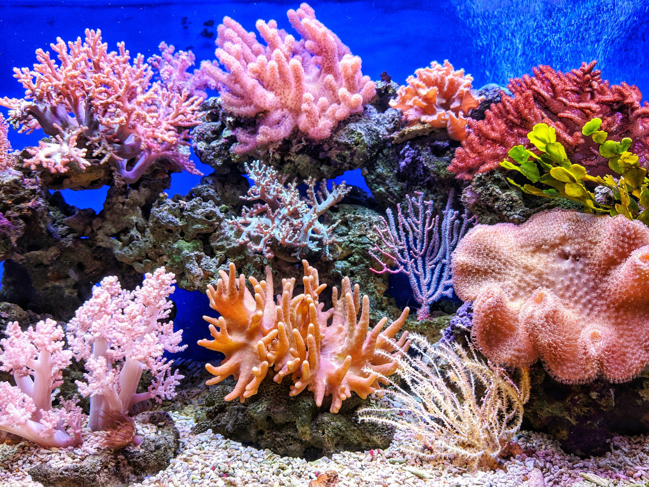 La Gran Barrera de Coral. Unplash