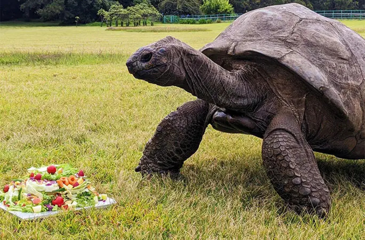 La tortuga más antigua del mundo cumple 191 años. Foto: Guinness World Records.