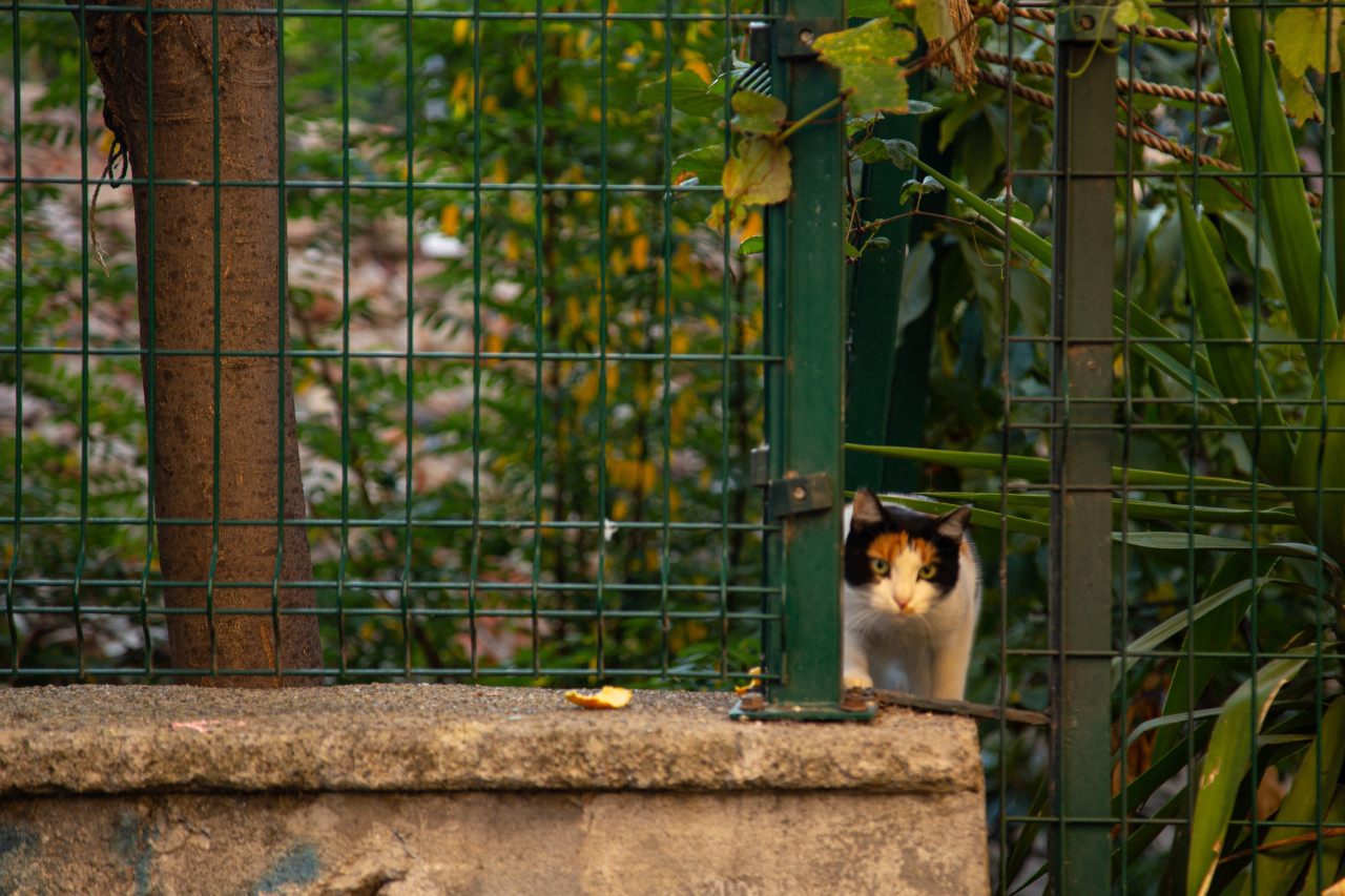 Los gatos domésticos influyen en la extinción de especies. Foto: Unsplash