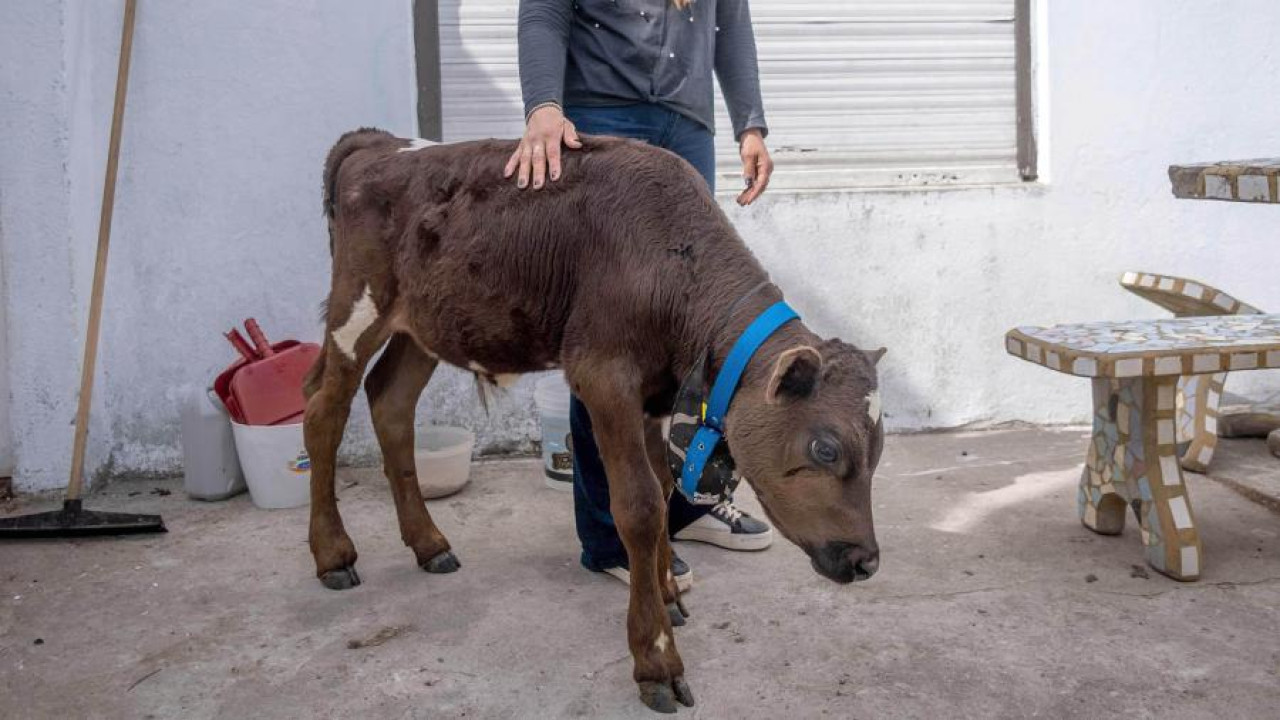 Desde que fue rescatado, Miph aumentó 20 kilos. Foto: Télam.