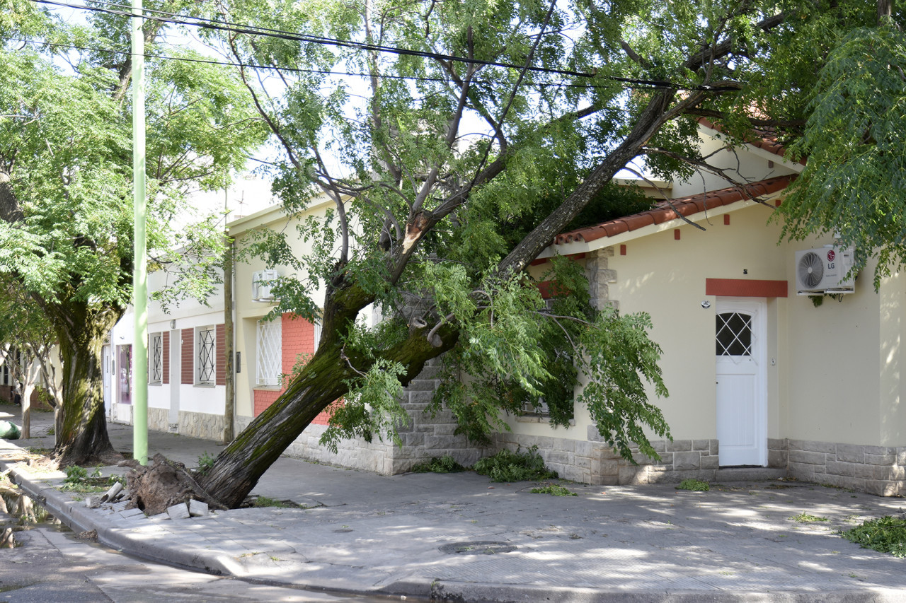 Un árbol cayó sobre una casa en Bahía Blanca. Foto: Télam