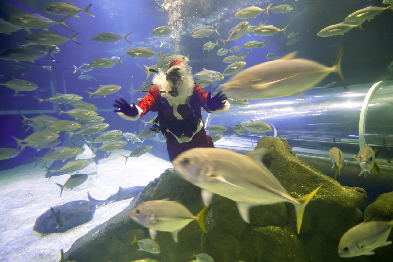 Papá Noel nadó con los tiburones en el acuario de Río de Janeiro, Brasil. Foto: EFE.