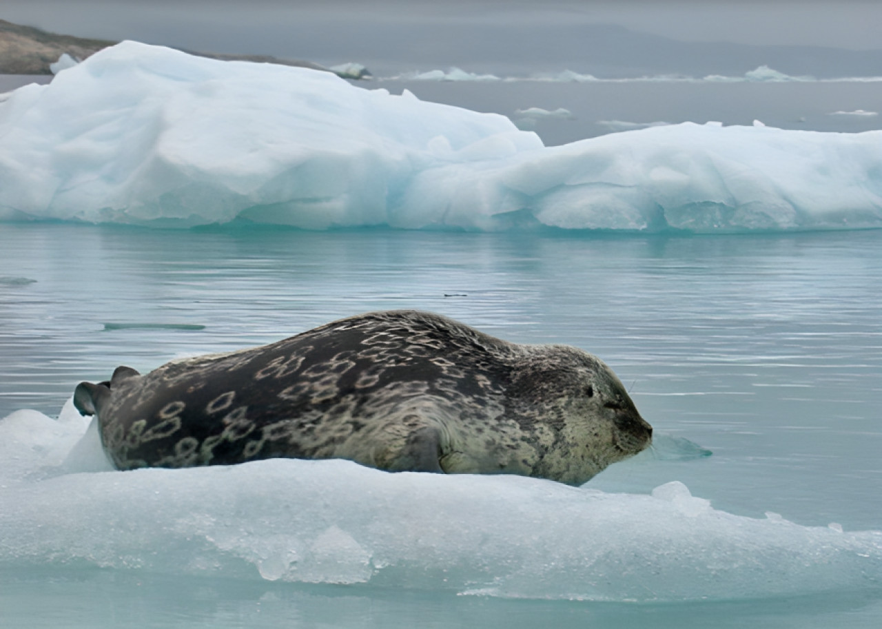 Descubrimiento de la foca Kangia. Foto: Greenland Institute of Natural Resources.