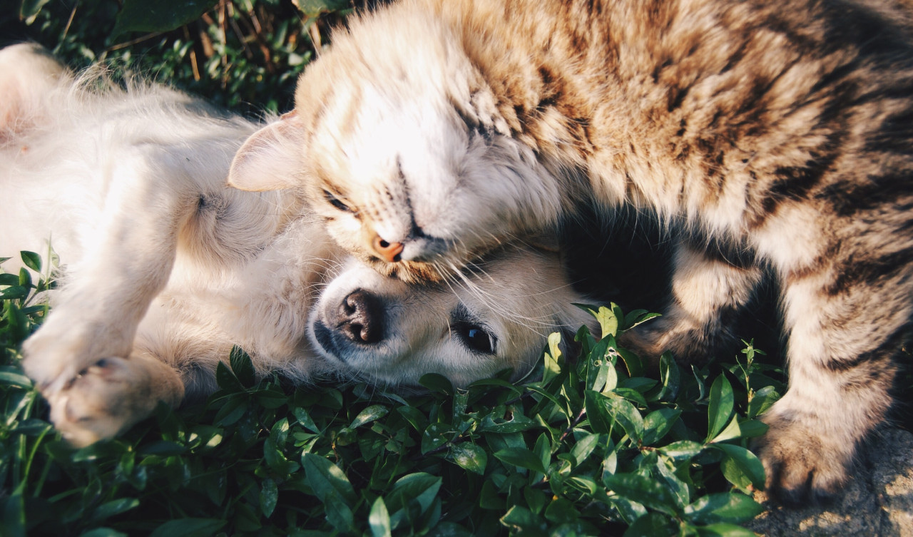 Perro y gato. Foto: Unsplash
