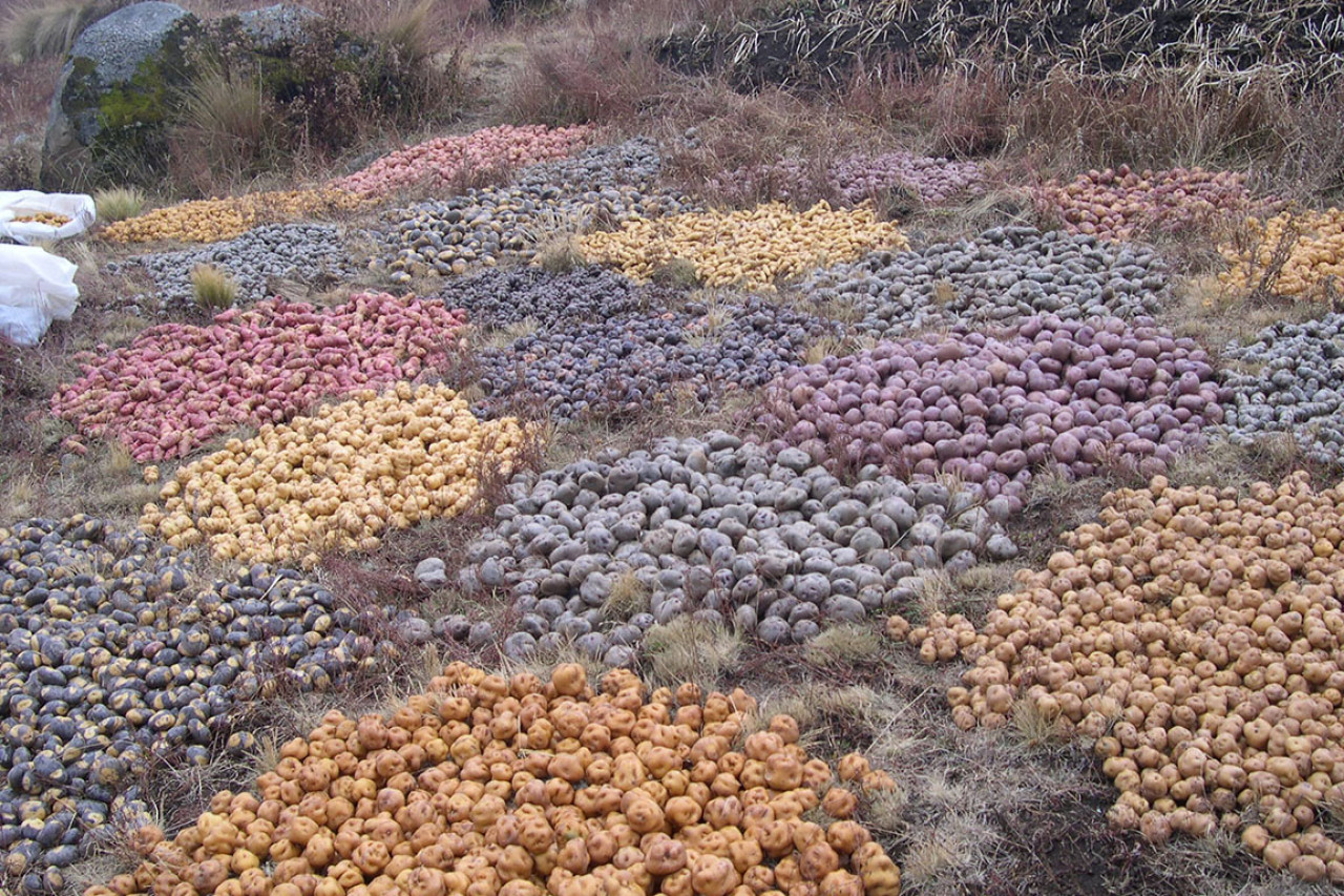 Zonas de agrobiodiversidad en Perú. Foto: X.