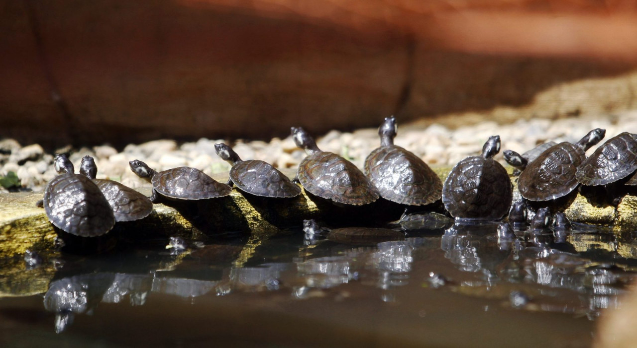Tortugas de río. Foto: EFE