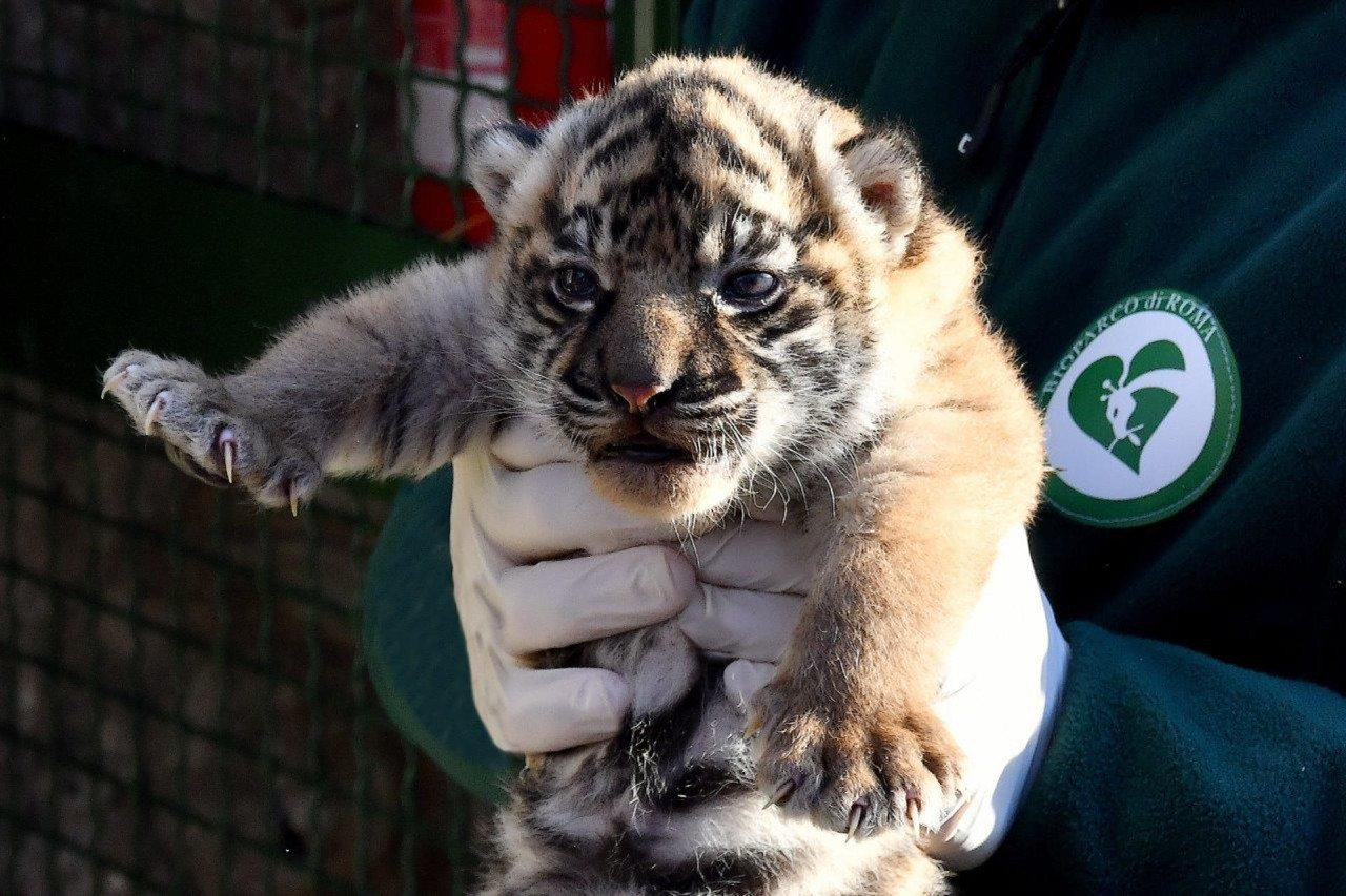 La pequeña tigresa será presentada al público en los próximos días. Foto: EFE.