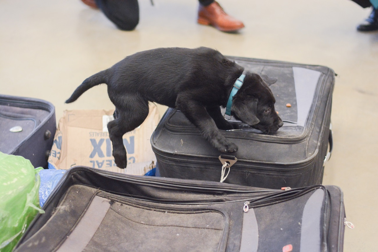 Cachorros de la Aduana comenzaron con actividades de entrenamiento. Foto: AFIP