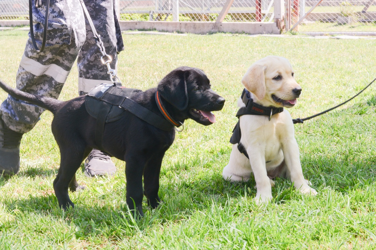 Cachorros de la Aduana comenzaron con actividades de entrenamiento. Foto: AFIP
