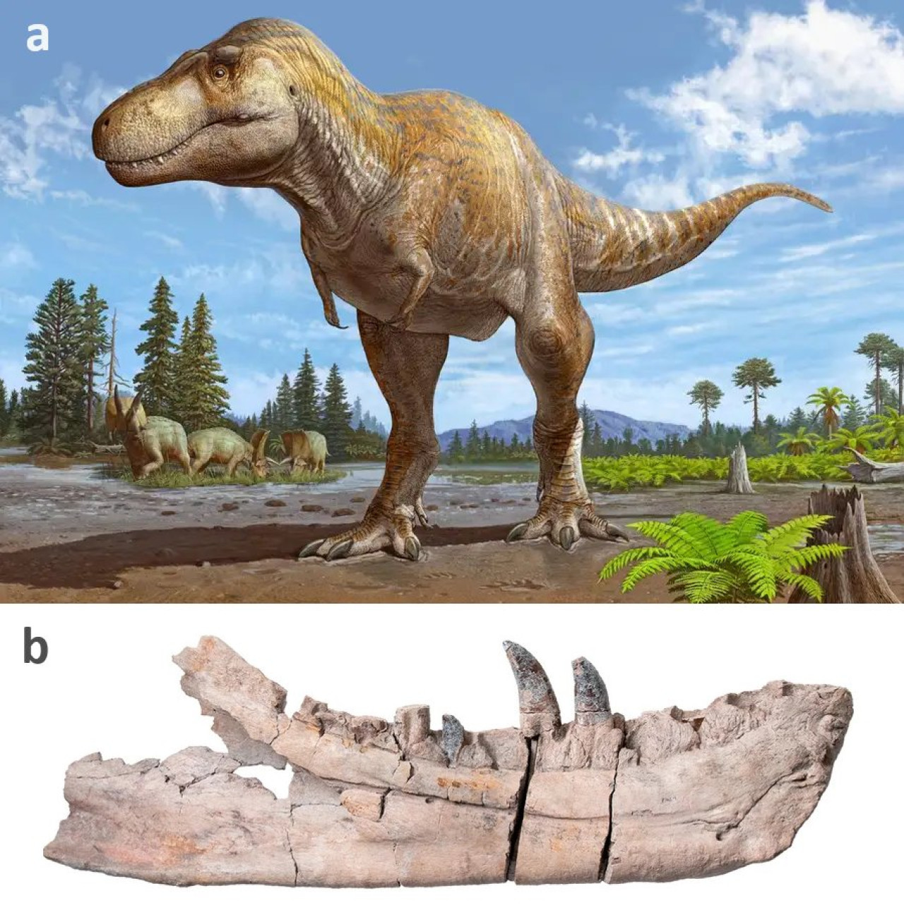 A: el dinosaurio perteneciente a la familia del T.rex. B: los restos encontrados en Nuevo México. Foto: X.