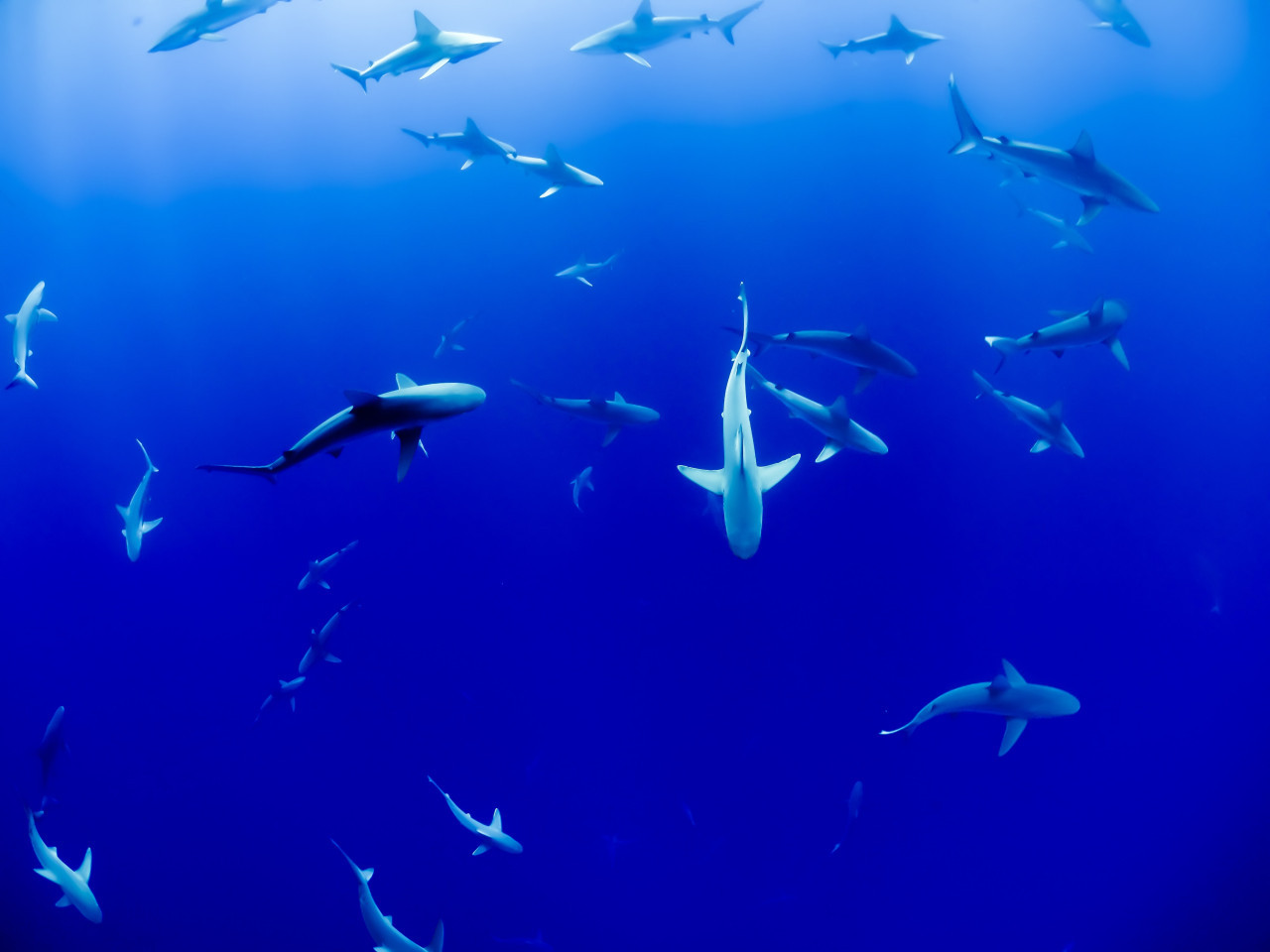Tiburones. Foto: Unsplash