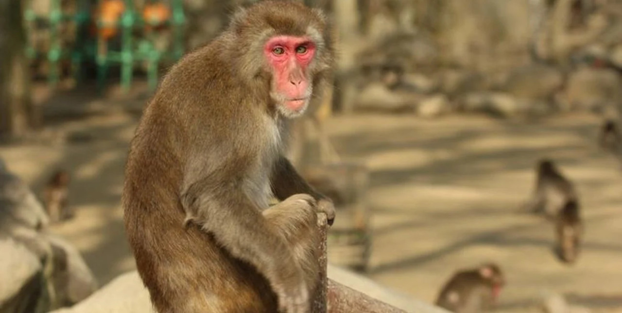 Macacos japoneses. Foto: EFE