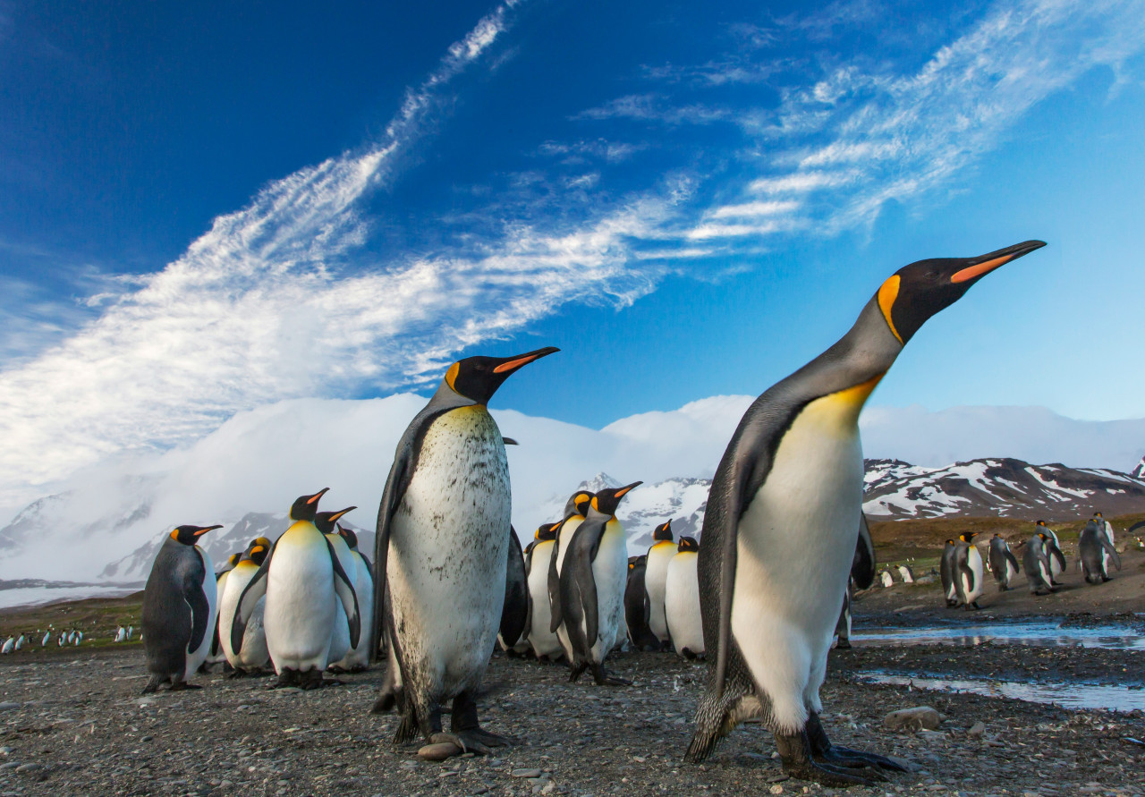 Pingüinos emperador. Foto: Unsplash