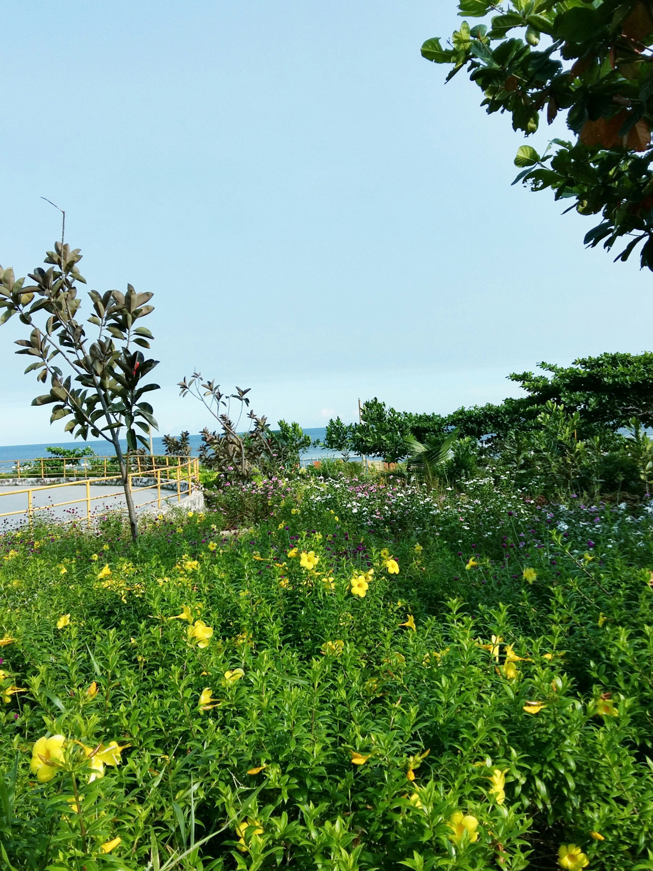 Corrientes prohíbe el lirio amarillo, una flor exótica que pone en riesgo los humedales. Foto: Unsplash