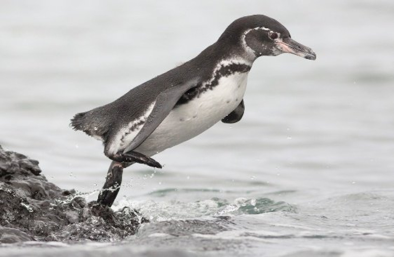 Pingüino de las Galápagos. Foto: X