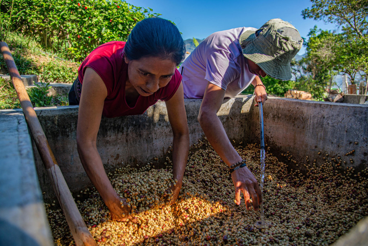 Cafetaleros del sur de México pierden hasta el 30 % de sus cosechas por crisis climática. Foto: EFE