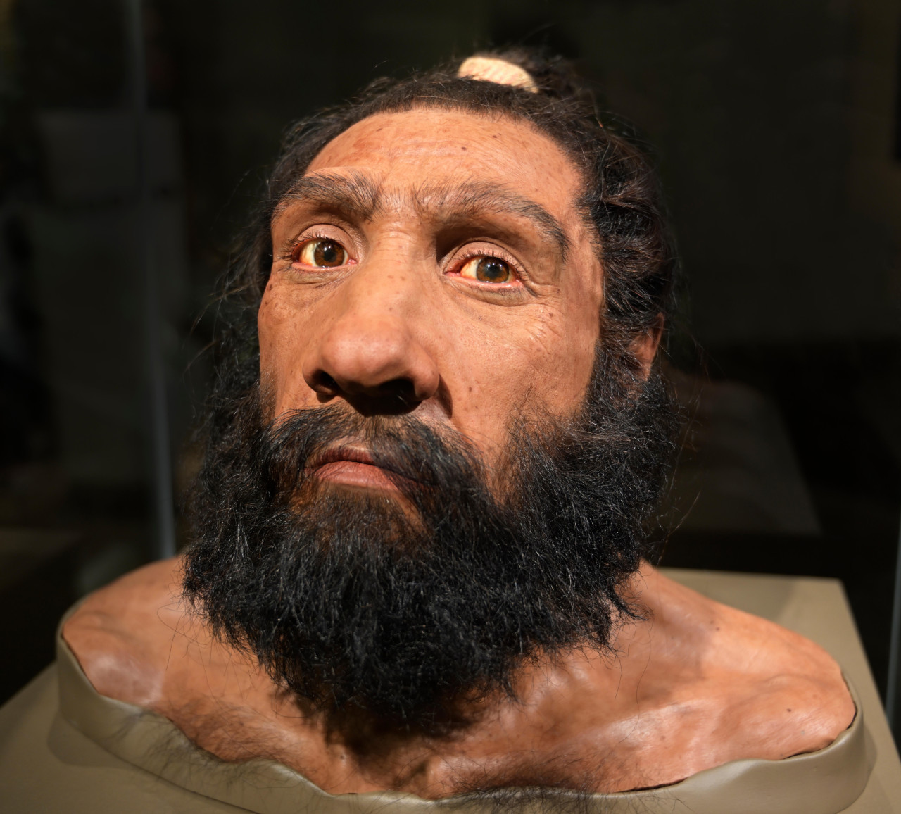 Busto de Neandertal, Homo neanderthalensis, Museo Nacional de Historia Natural, DC. Foto: Alamy / Reuters