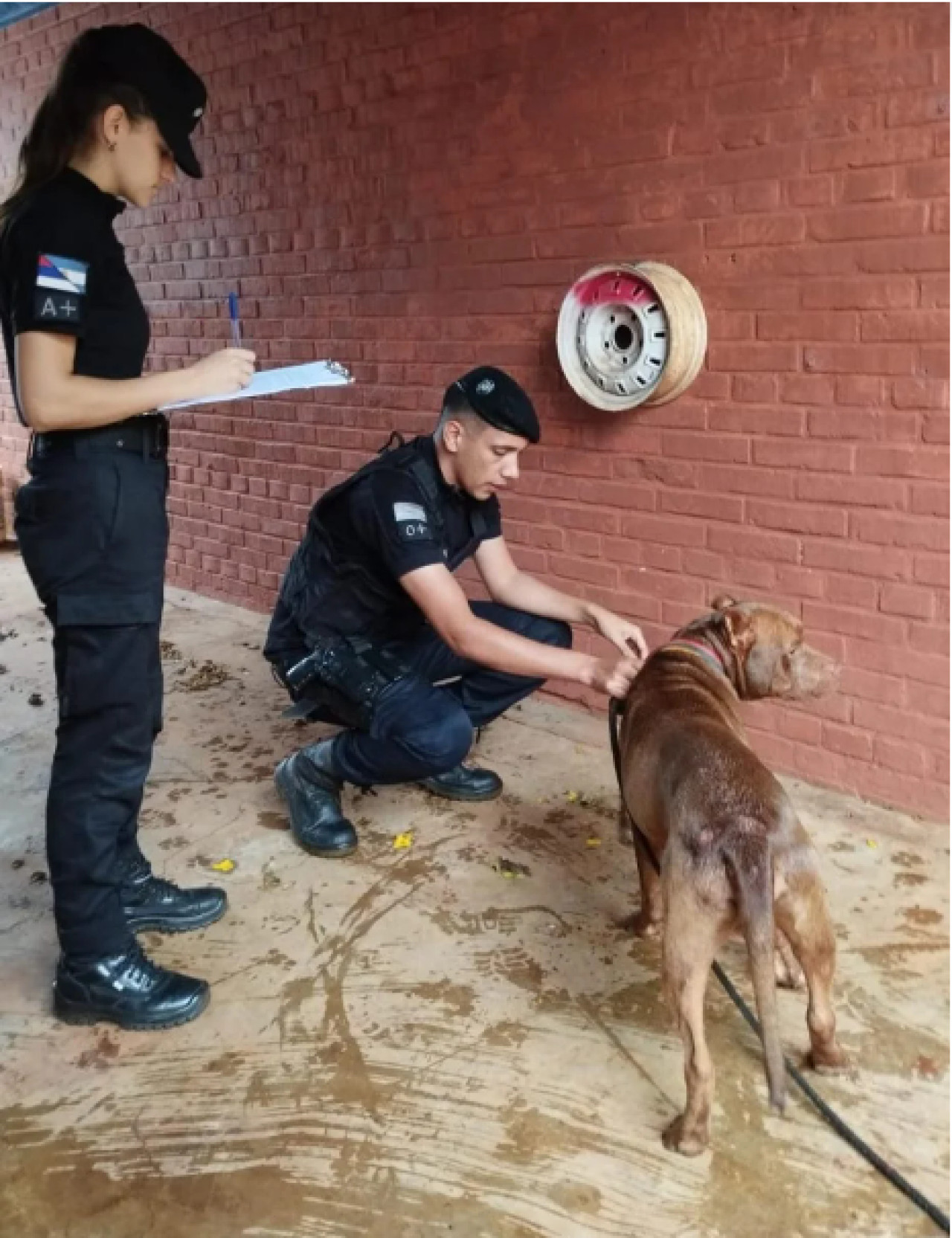 Efectivos de la comisaría de Dos de Mayo resguardaron al perro de raza pitbull. Foto: Misiones Online.