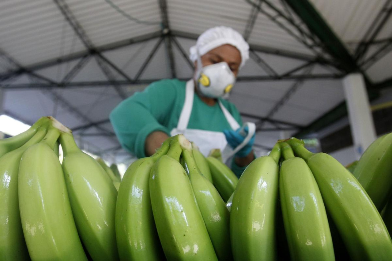 Exportación de bananas en Ecuador. Foto: EFE