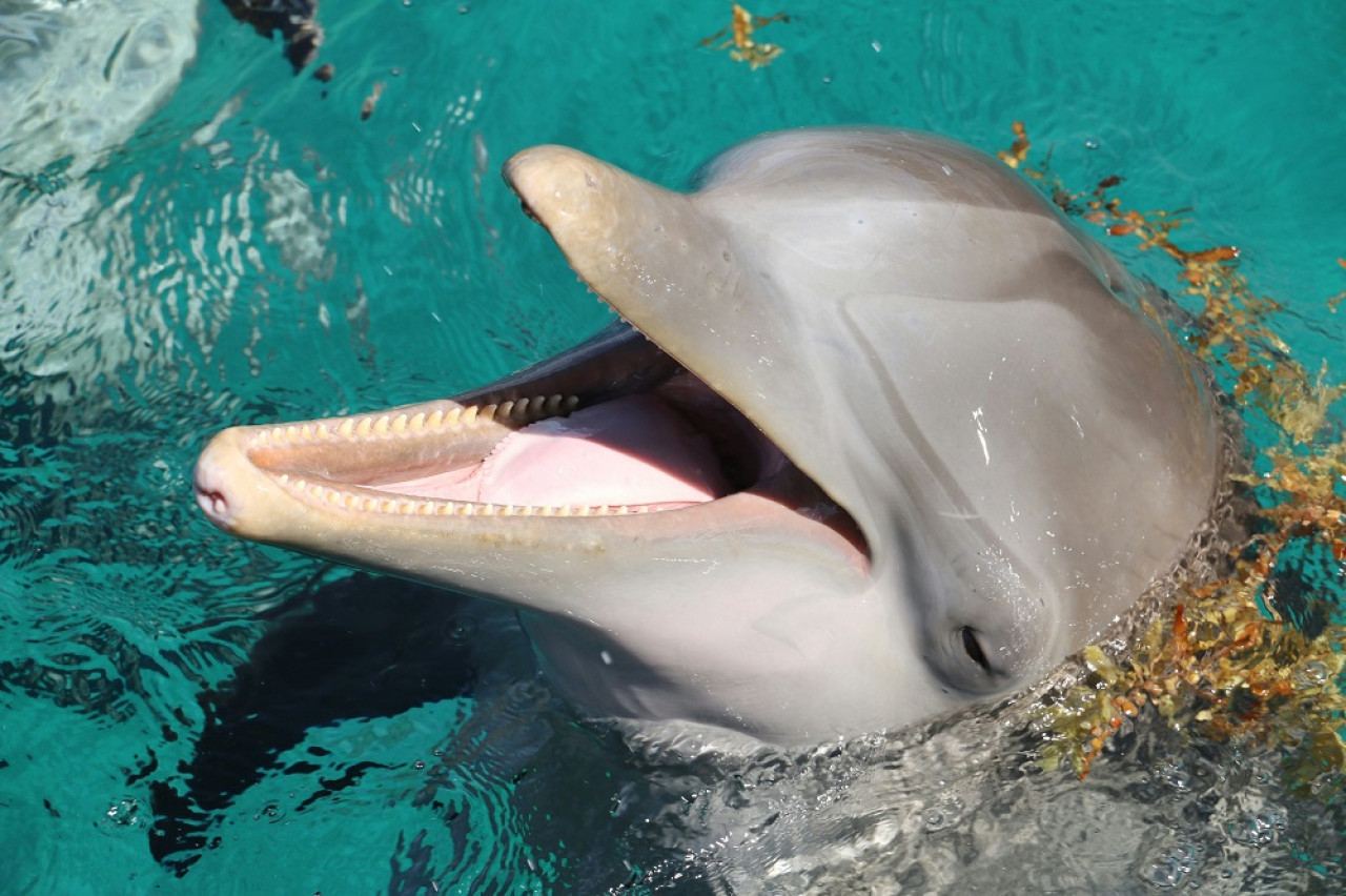 Delfines, animales. Foto: Unsplash.