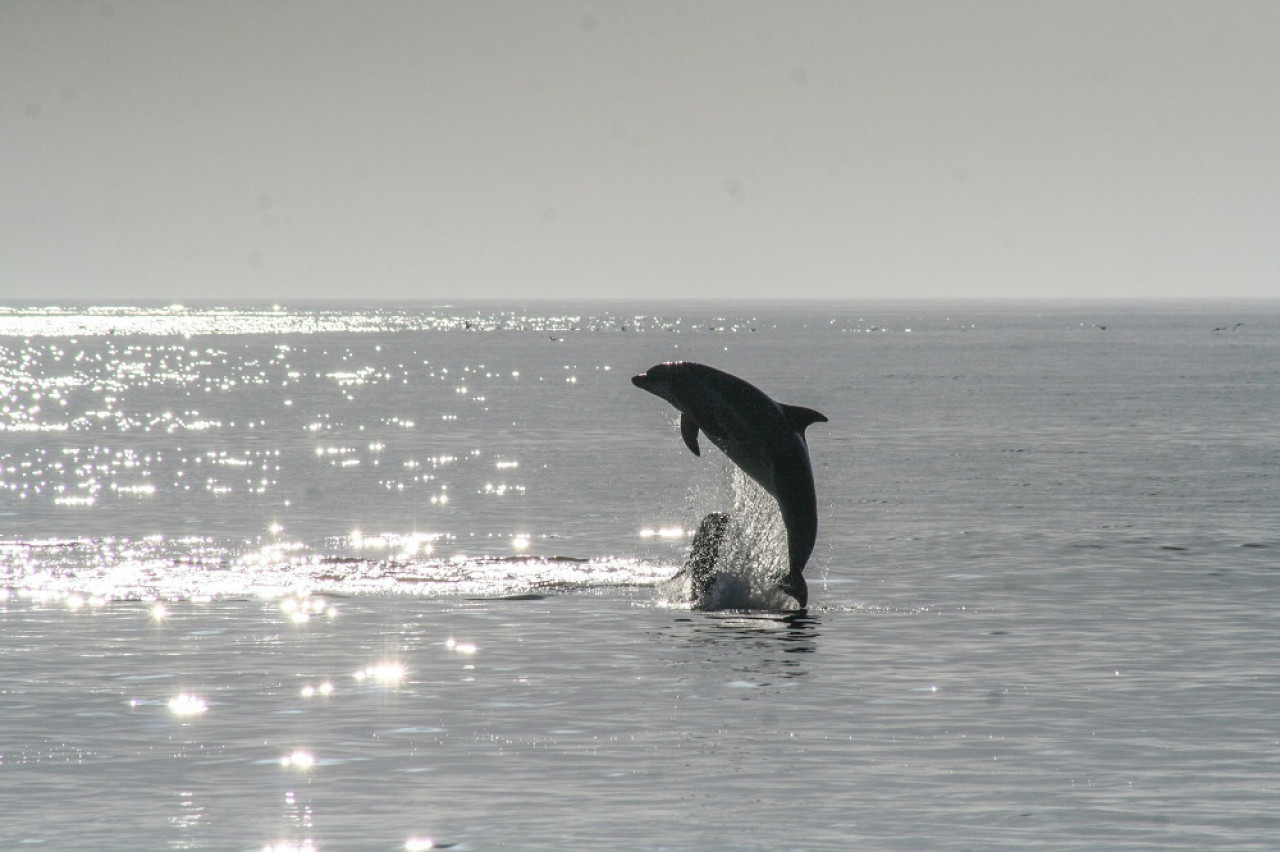 Delfines, animales. Foto: Unsplash.