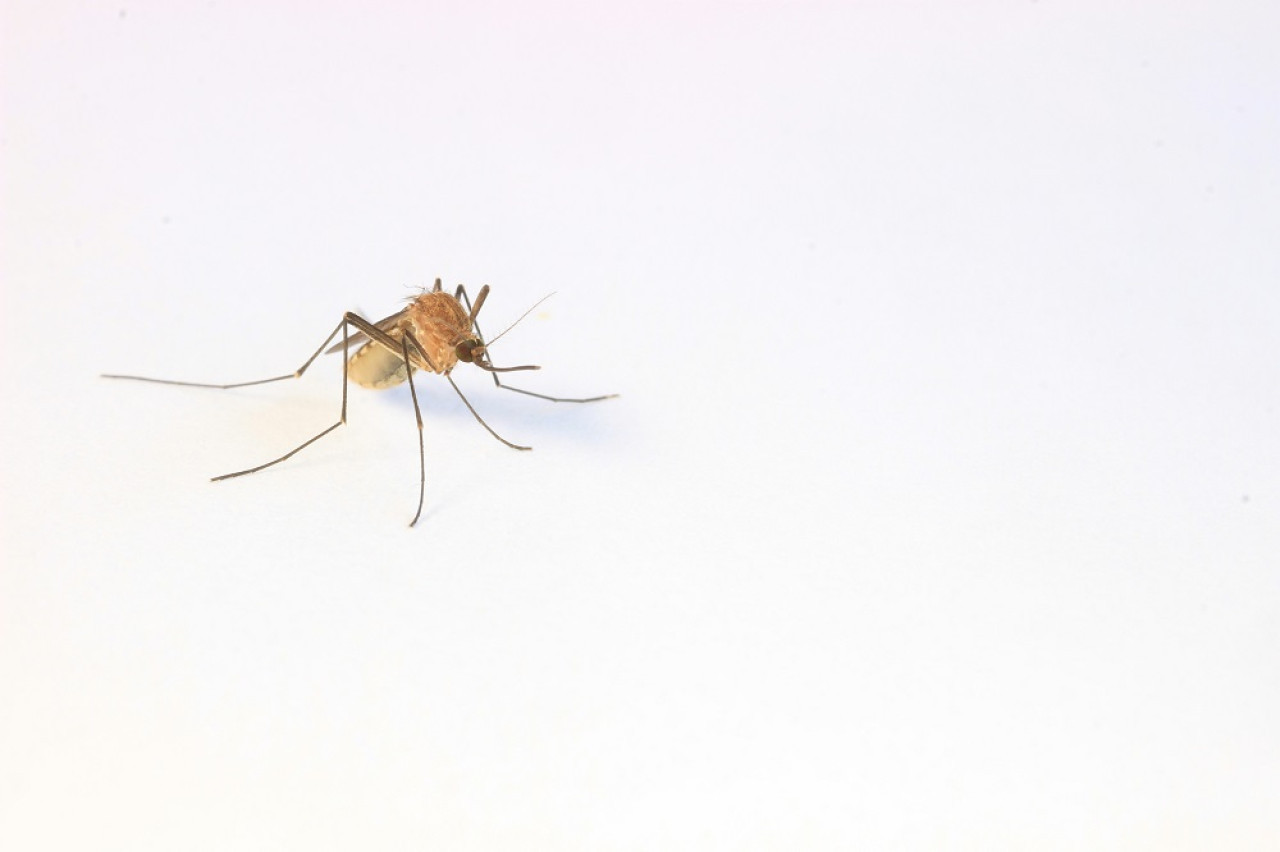 Mosquito. Foto: Unsplash.