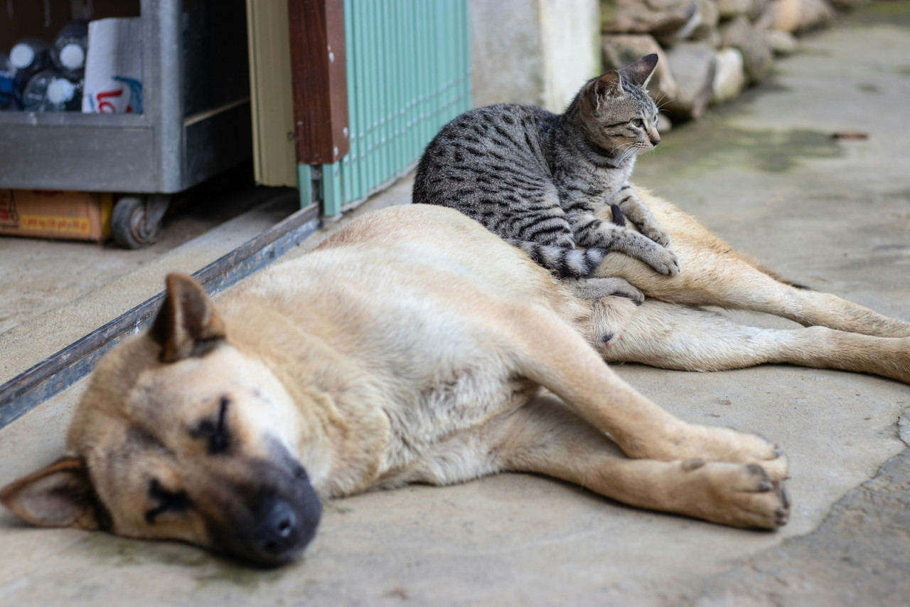 Perros, gatos, animales. Foto: Unsplash