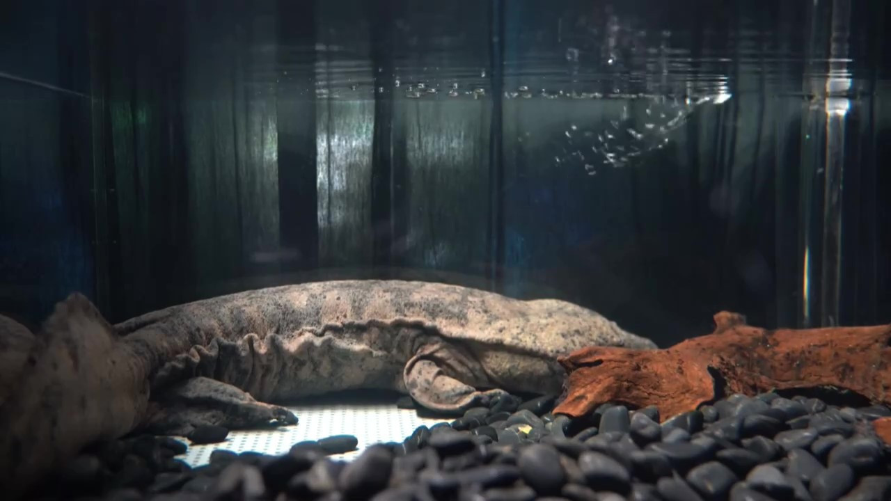 Salamandra gigante china. Foto: Captura de pantalla/EFE.