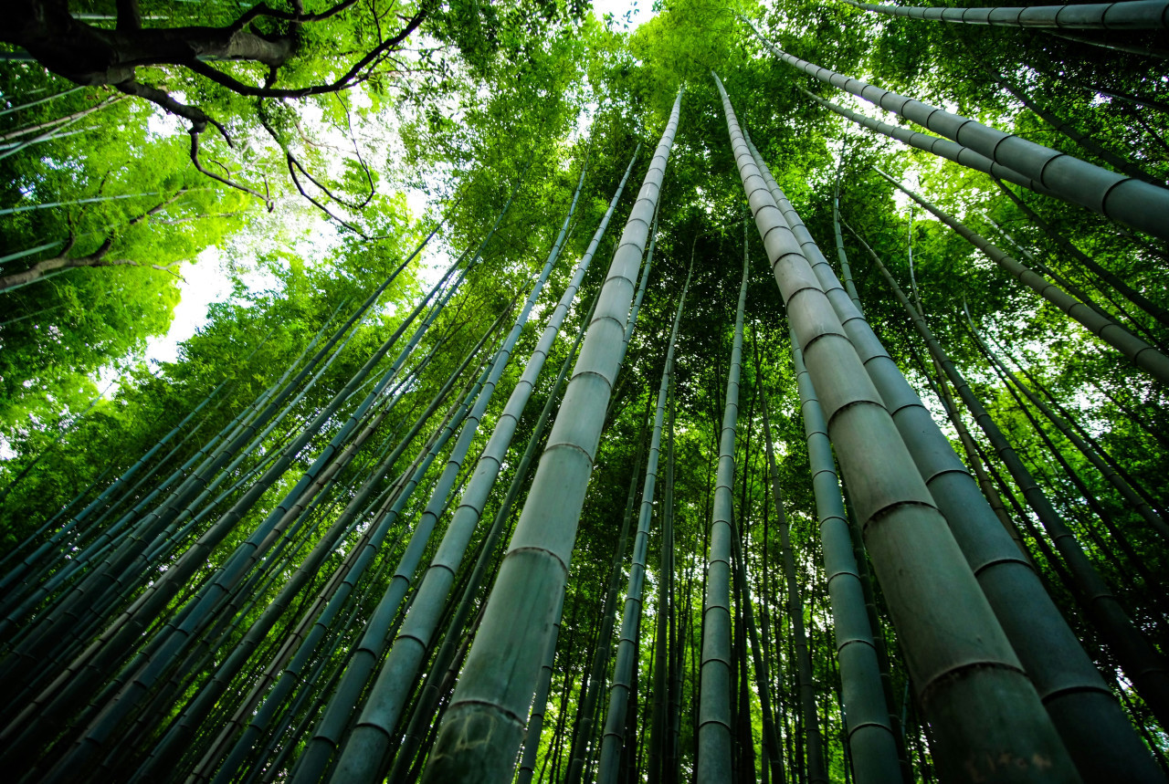Bambú. Foto: Unsplash.