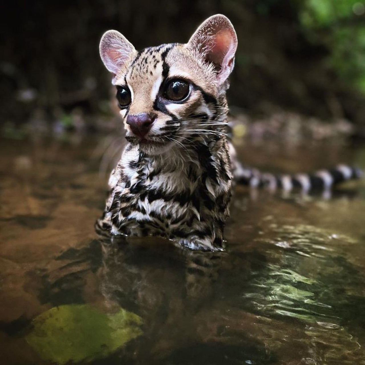 Leopardus wiedii, gato, gato silvestre. Foto X,