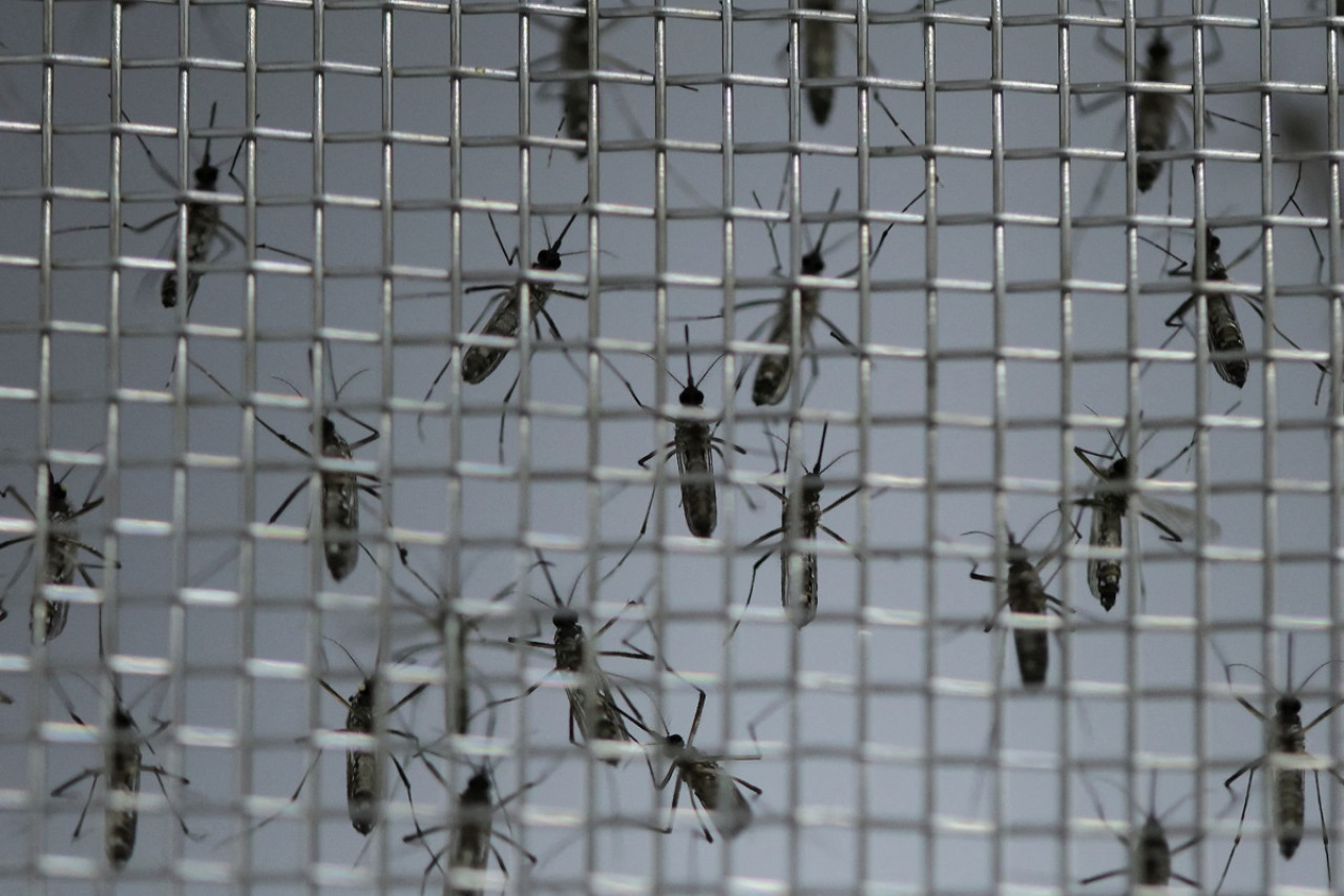 Dengue en Brasil. Foto: Reuters.