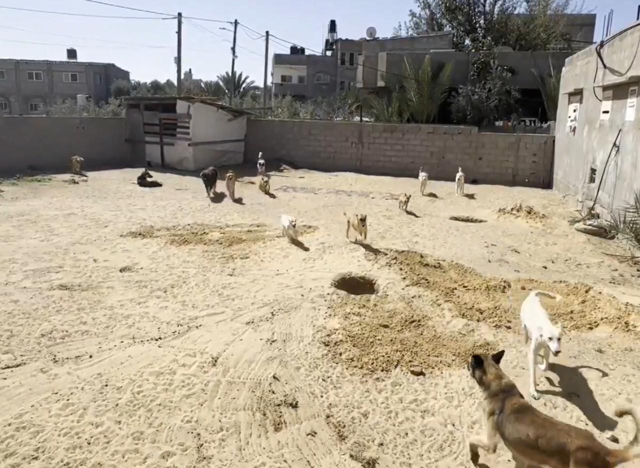 Refugio de animales en Gaza. Foto: captura video Viory.