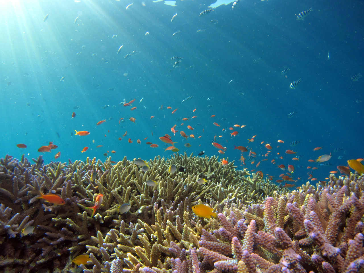 Corales. Foto: Unsplash