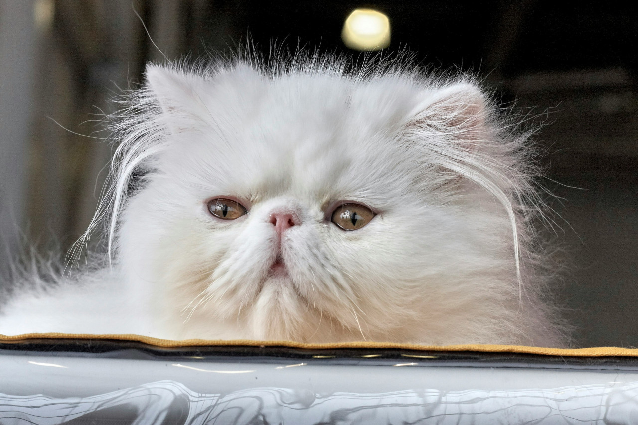 Gato persa. Foto: Unsplash