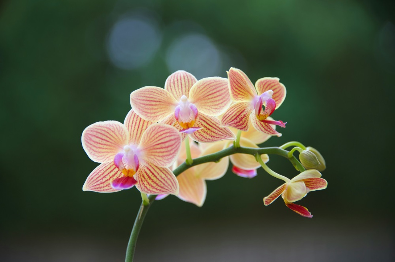 Orquídeas, plantas. Foto: Unsplash.