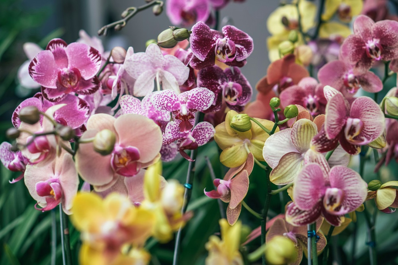 Orquídeas, plantas. Foto: Unsplash.