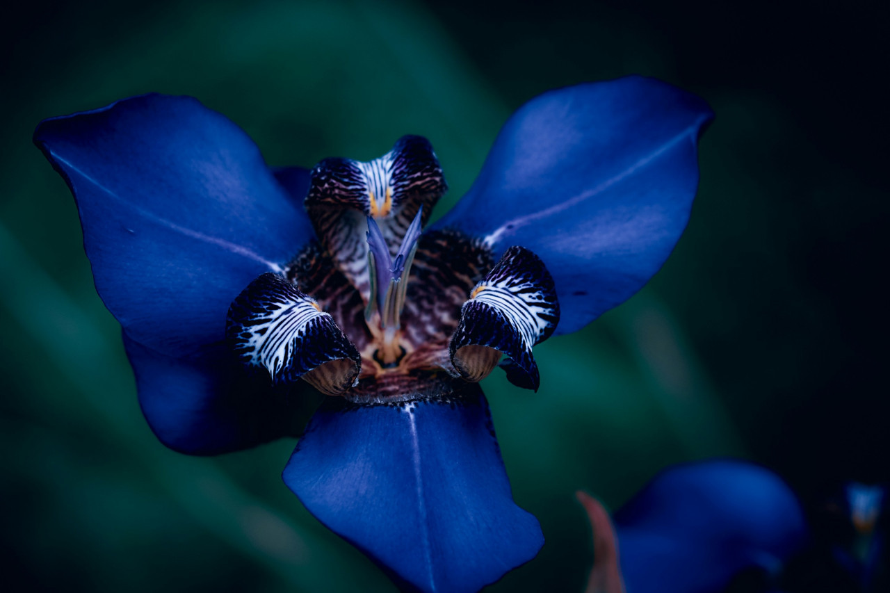 Iris, flor. Foto: Unsplash