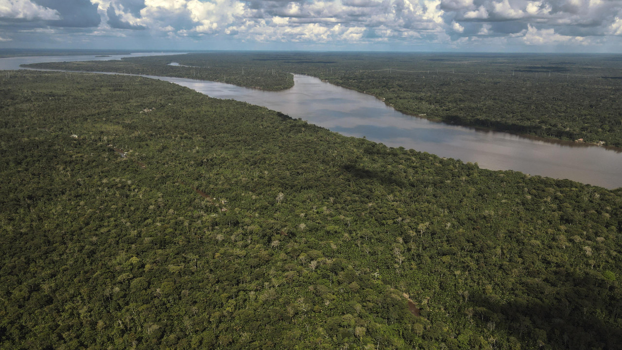 Bosques, Amazonía. Foto: EFE.