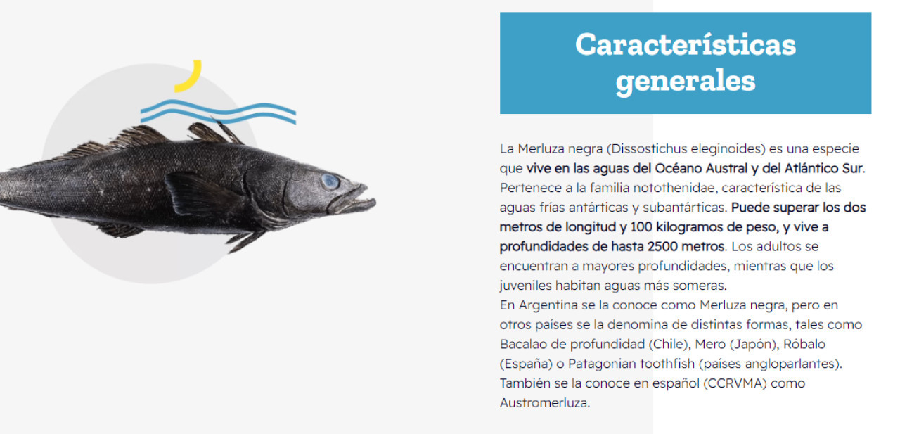 Infografía sobre la merluza negra. Foto: merluzanegraargentina.org.