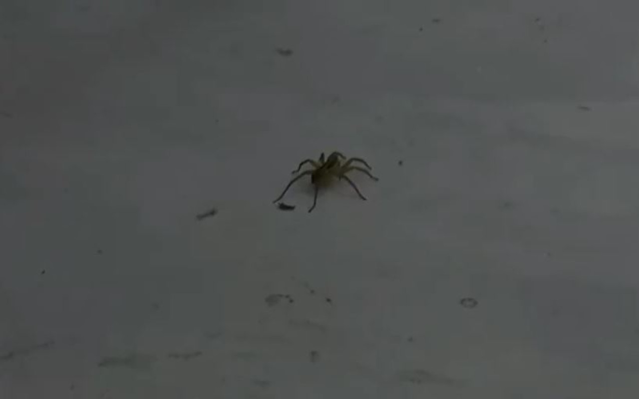 Una araña asustó a los participantes de Gran Hermano. Foto: captura de video.